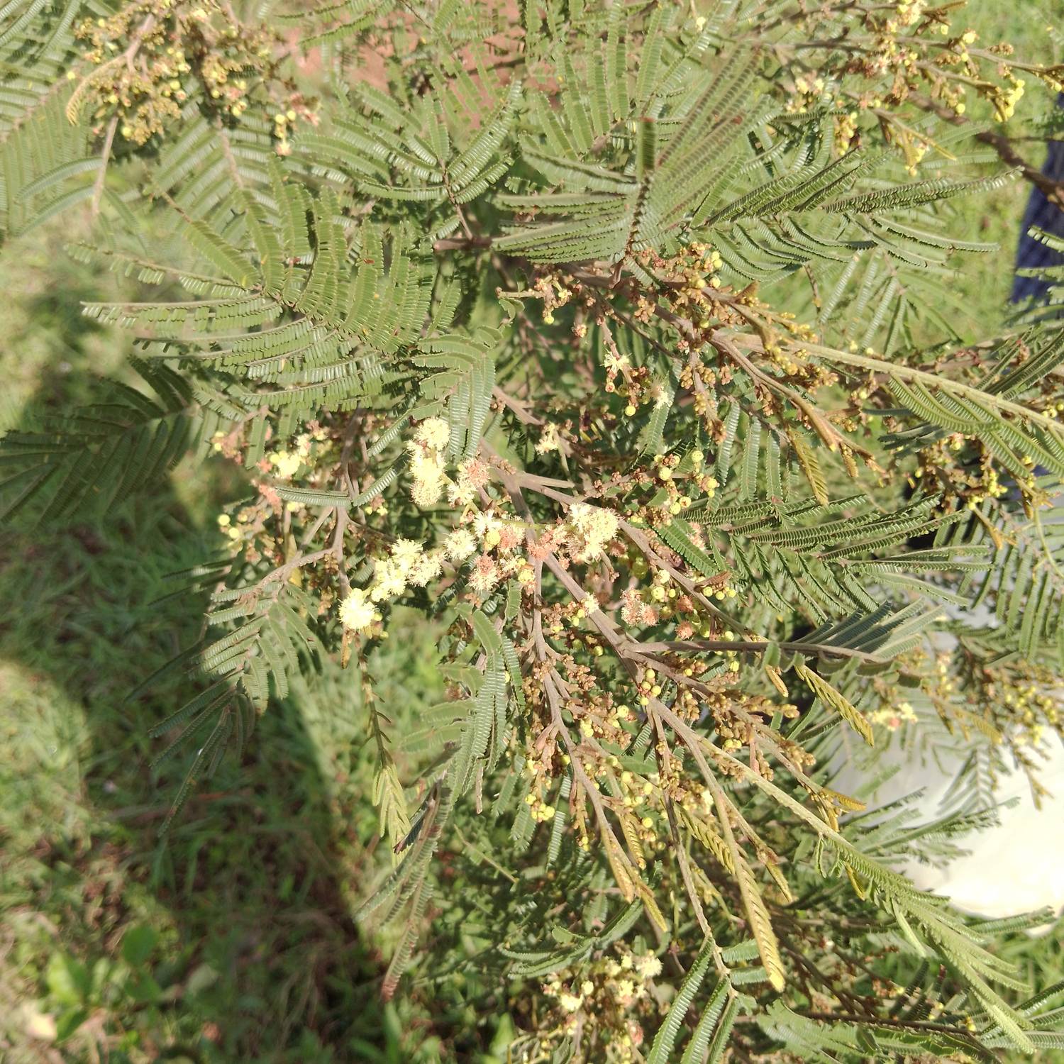 Acacia mearnsii image