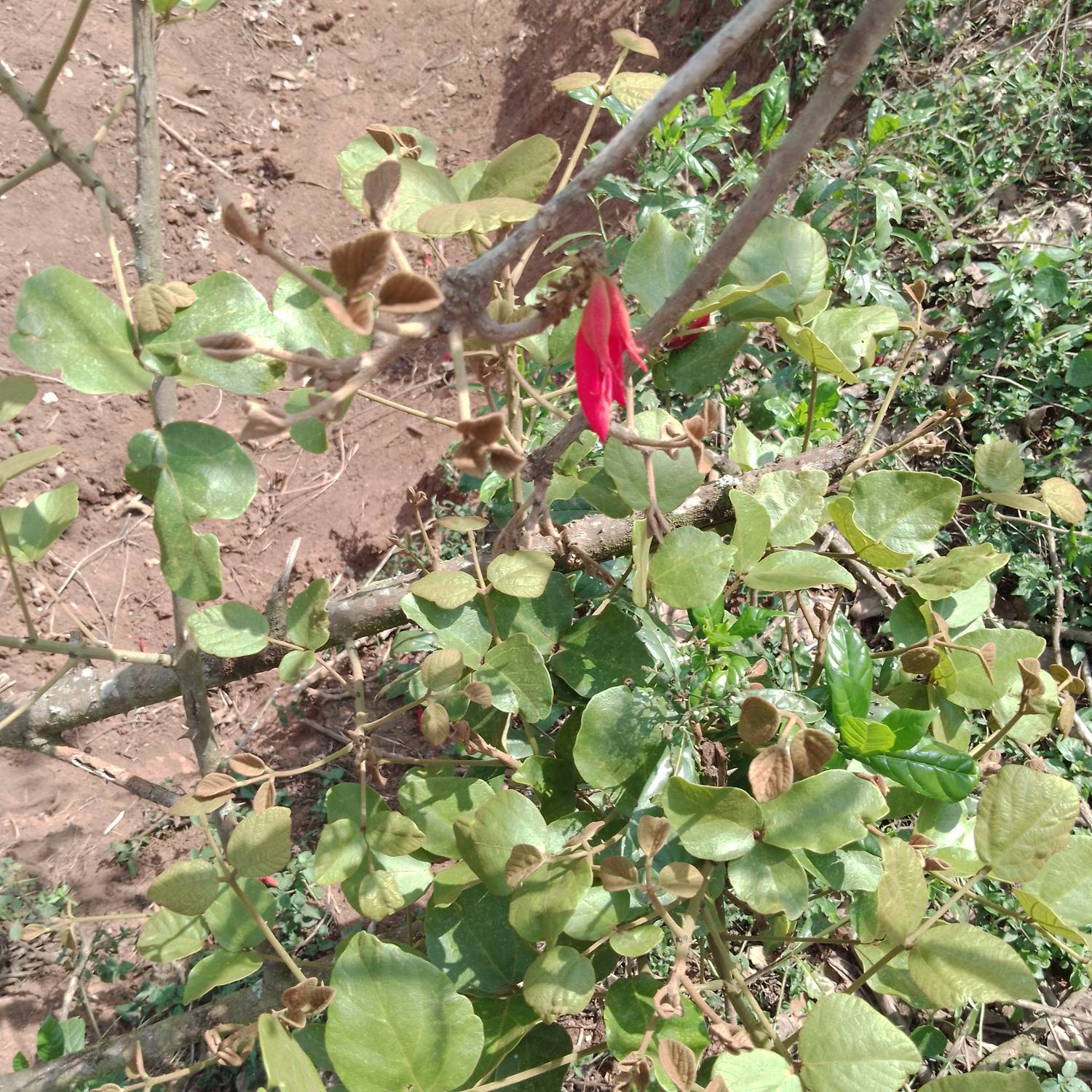 Erythrina abyssinica image