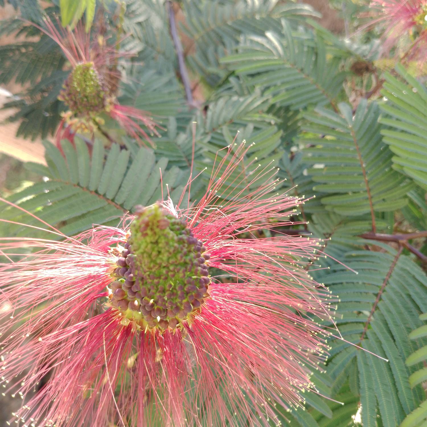 Calliandra calothyrsus image