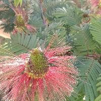 Image of Calliandra calothyrsus