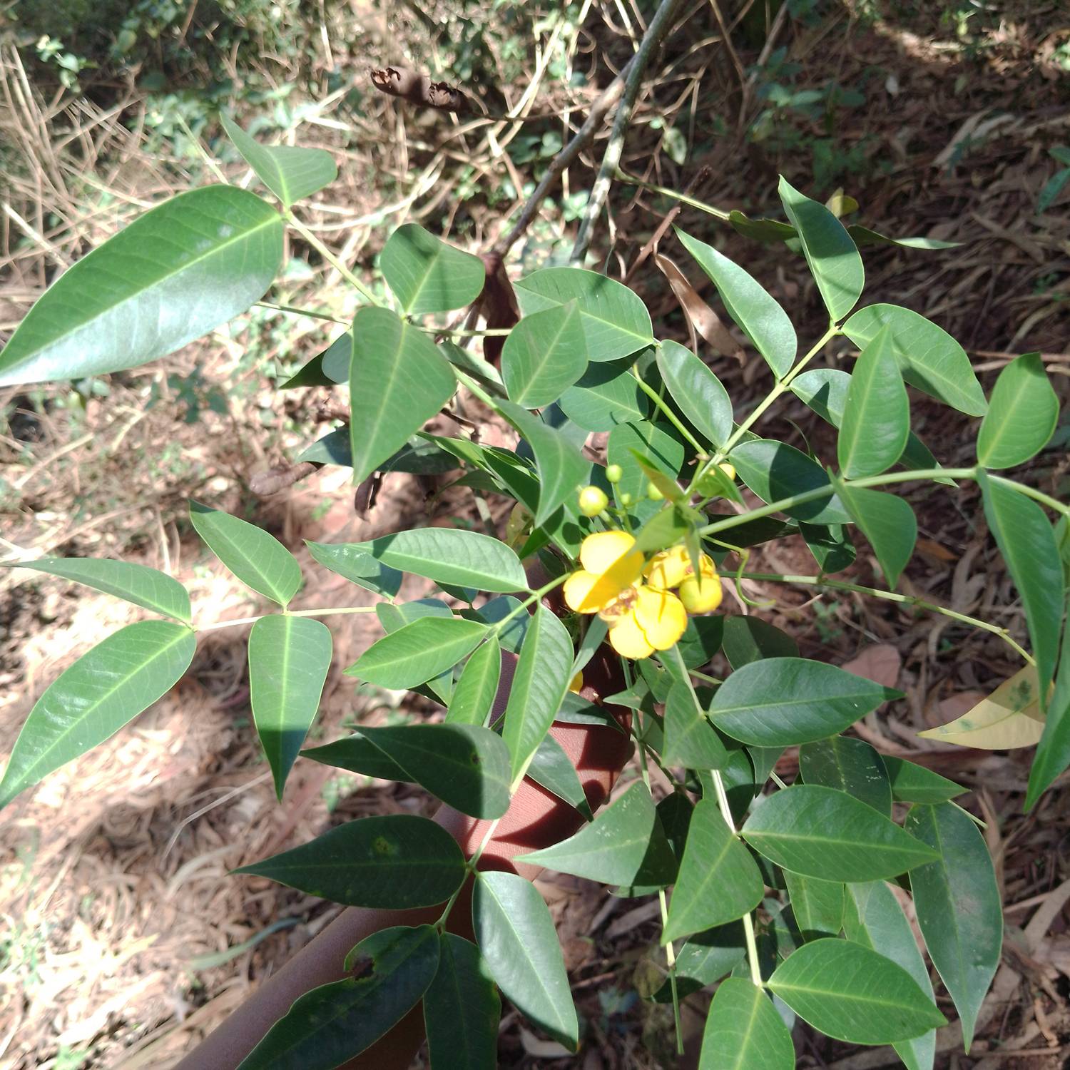 Senna sophera image
