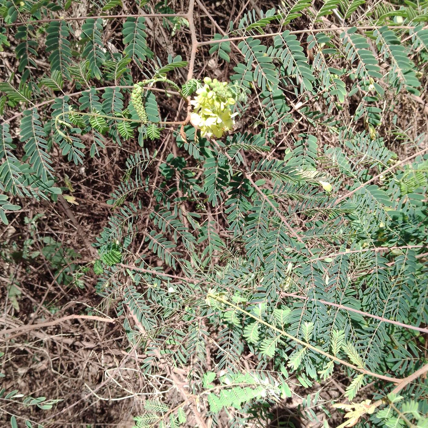 Biancaea decapetala image