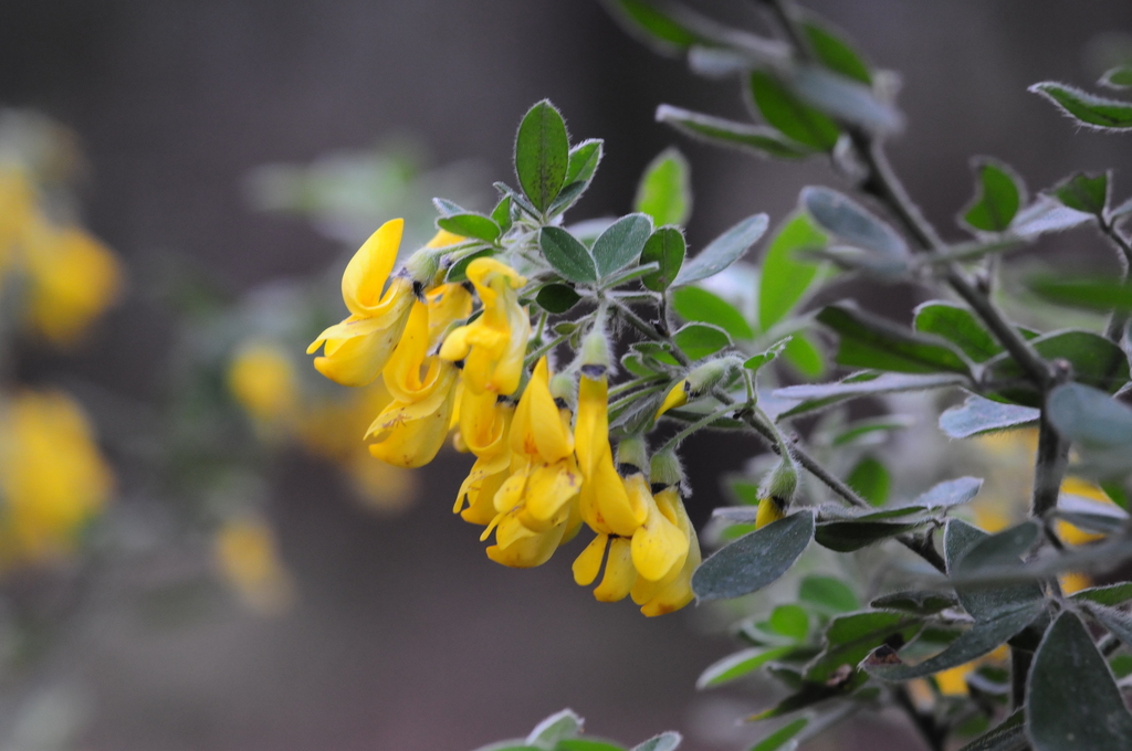 Cytisus villosus image