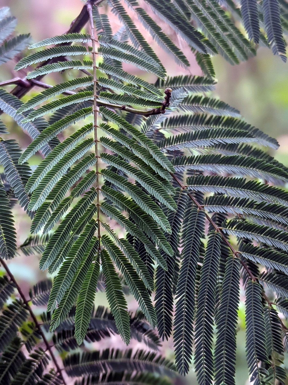 Calliandra houstoniana var. calothyrsus image