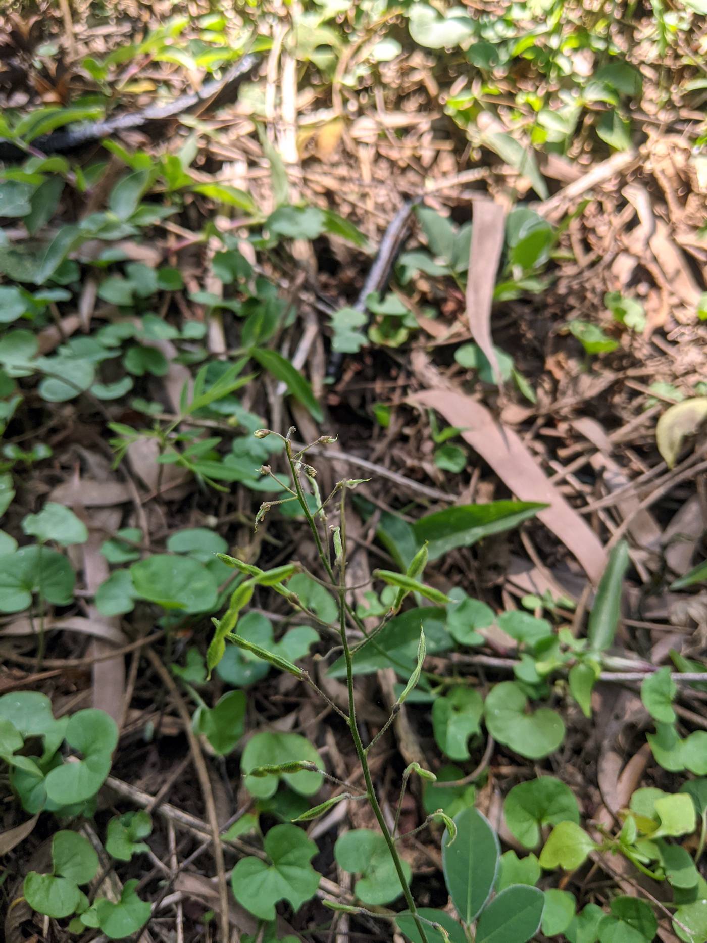 Desmodium paniculatum image