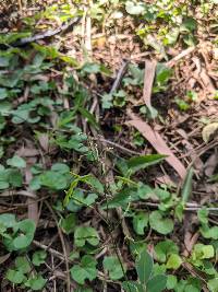 Image of Desmodium paniculatum