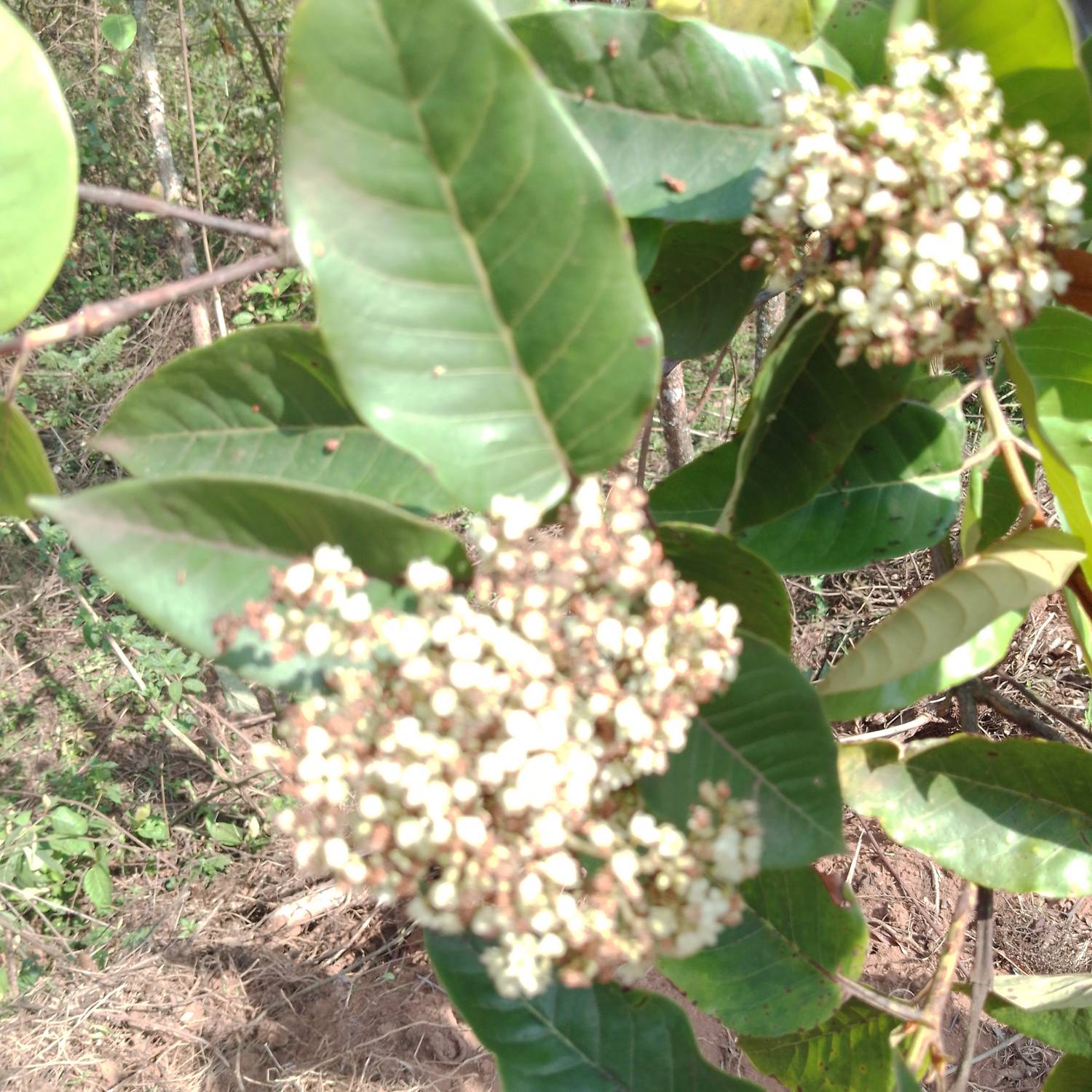 Hypericaceae image