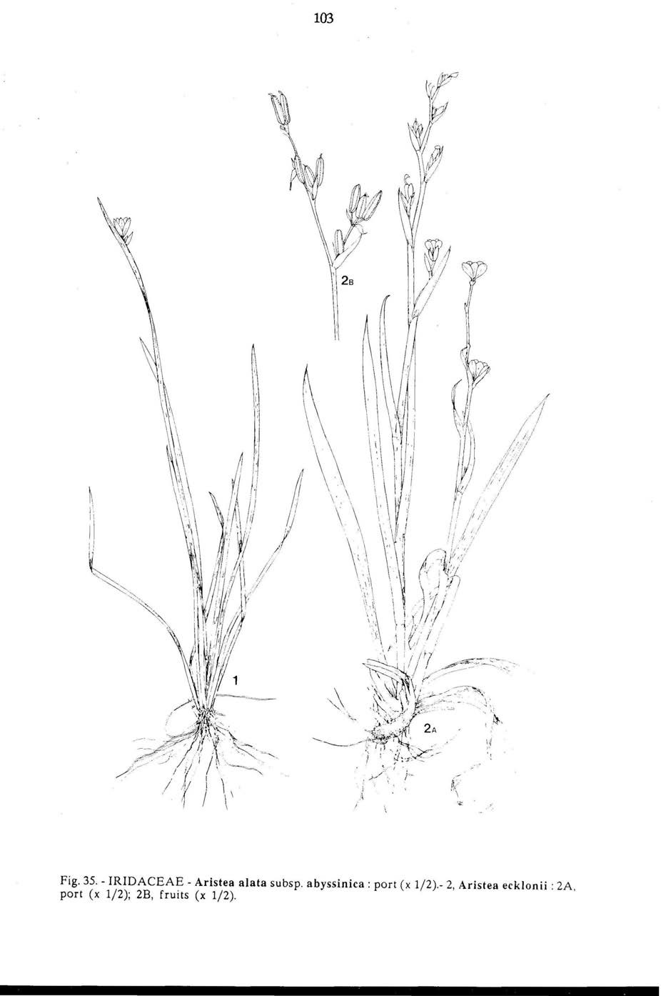 Iridaceae image