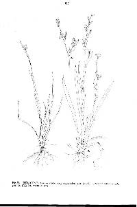 Image of Aristea ecklonii