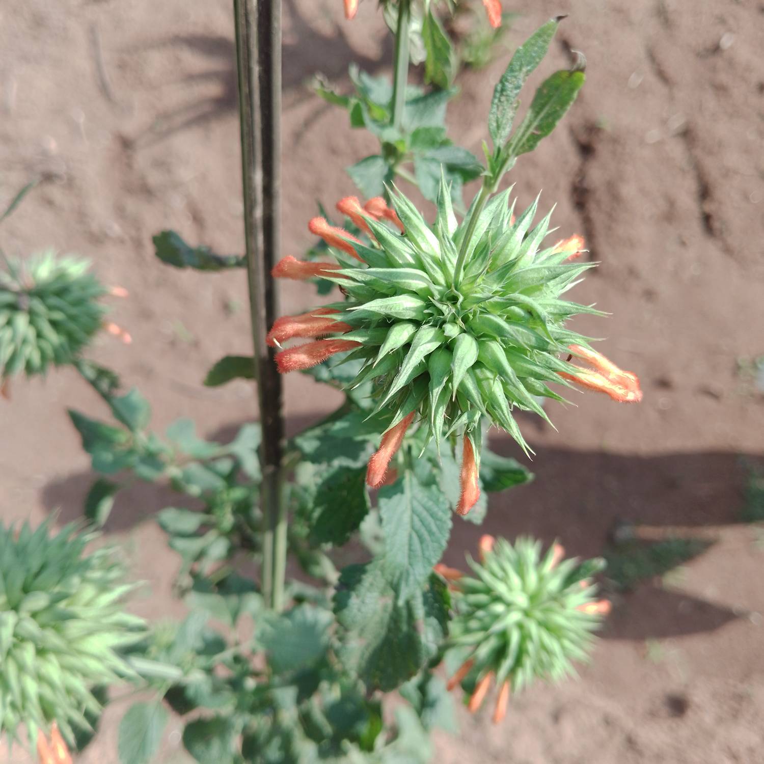 Lamiaceae image