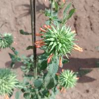 Image of Leonotis nepetifolia