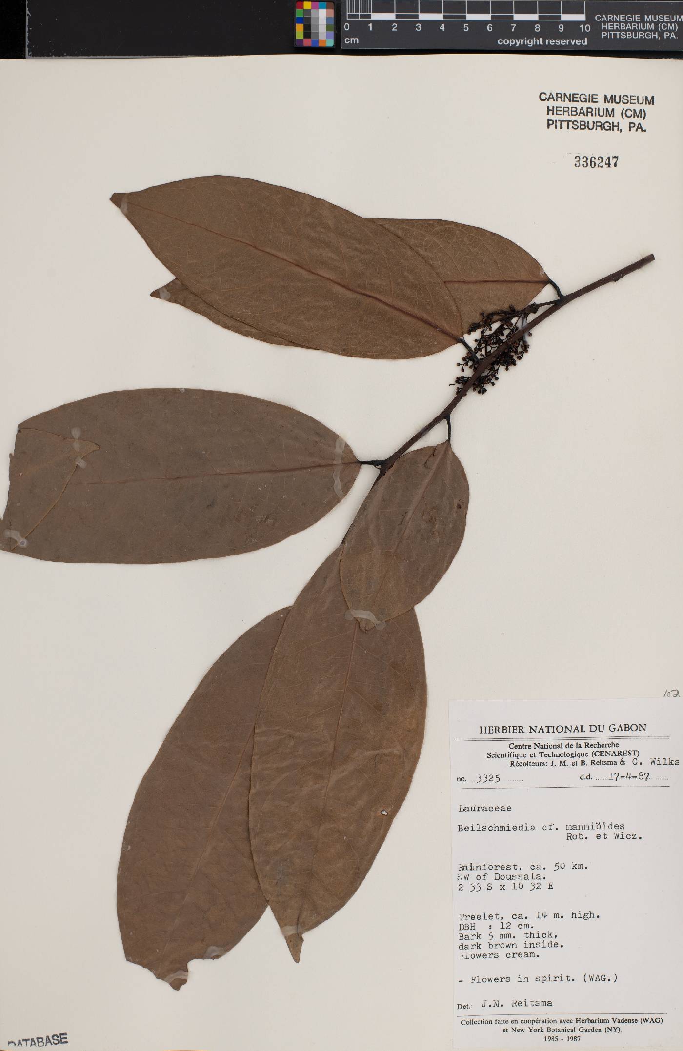 Beilschmiedia mannioides image