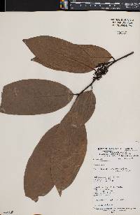 Image of Beilschmiedia mannioides