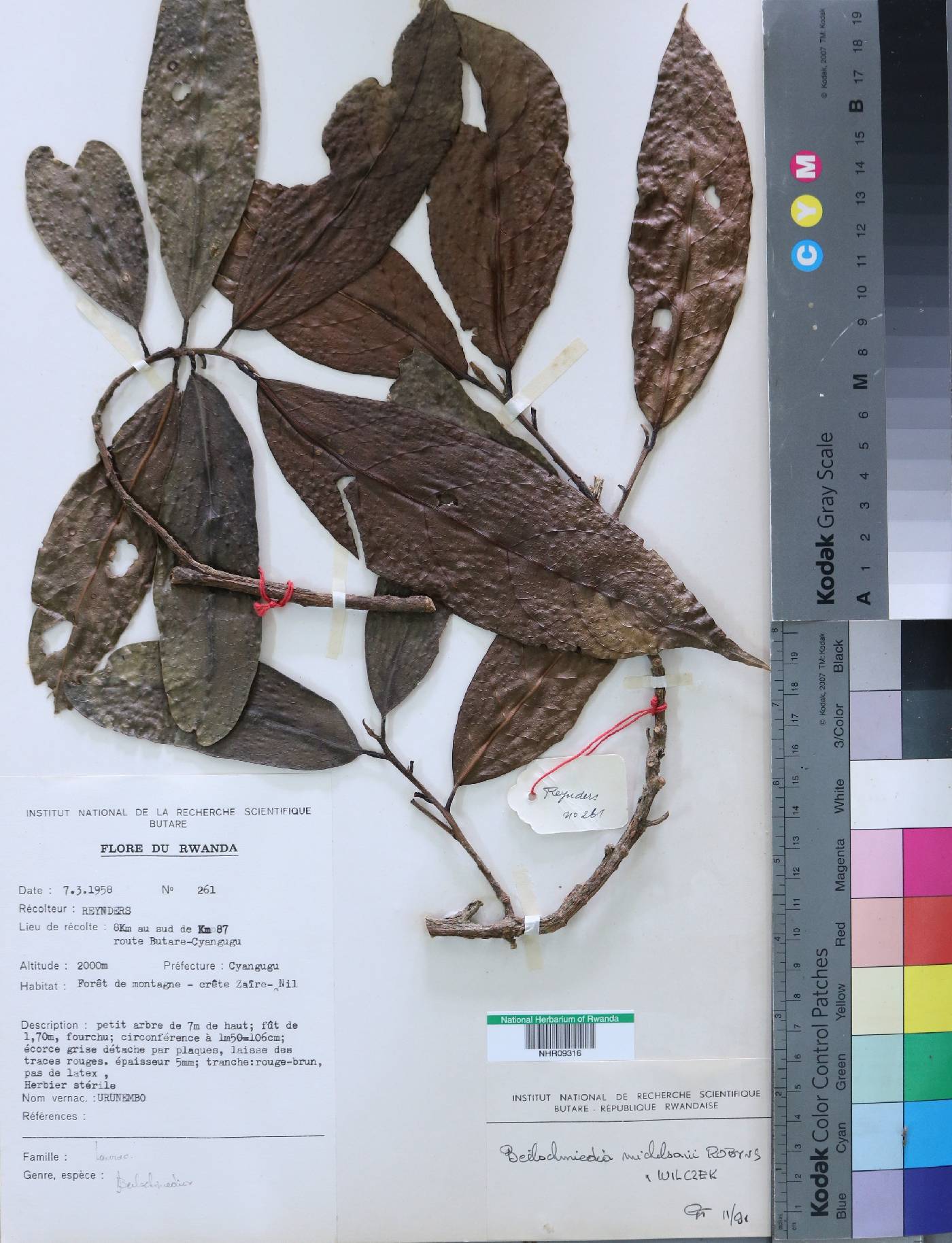 Beilschmiedia michelsonii image