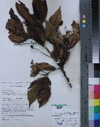 Image of Ocotea kenyensis