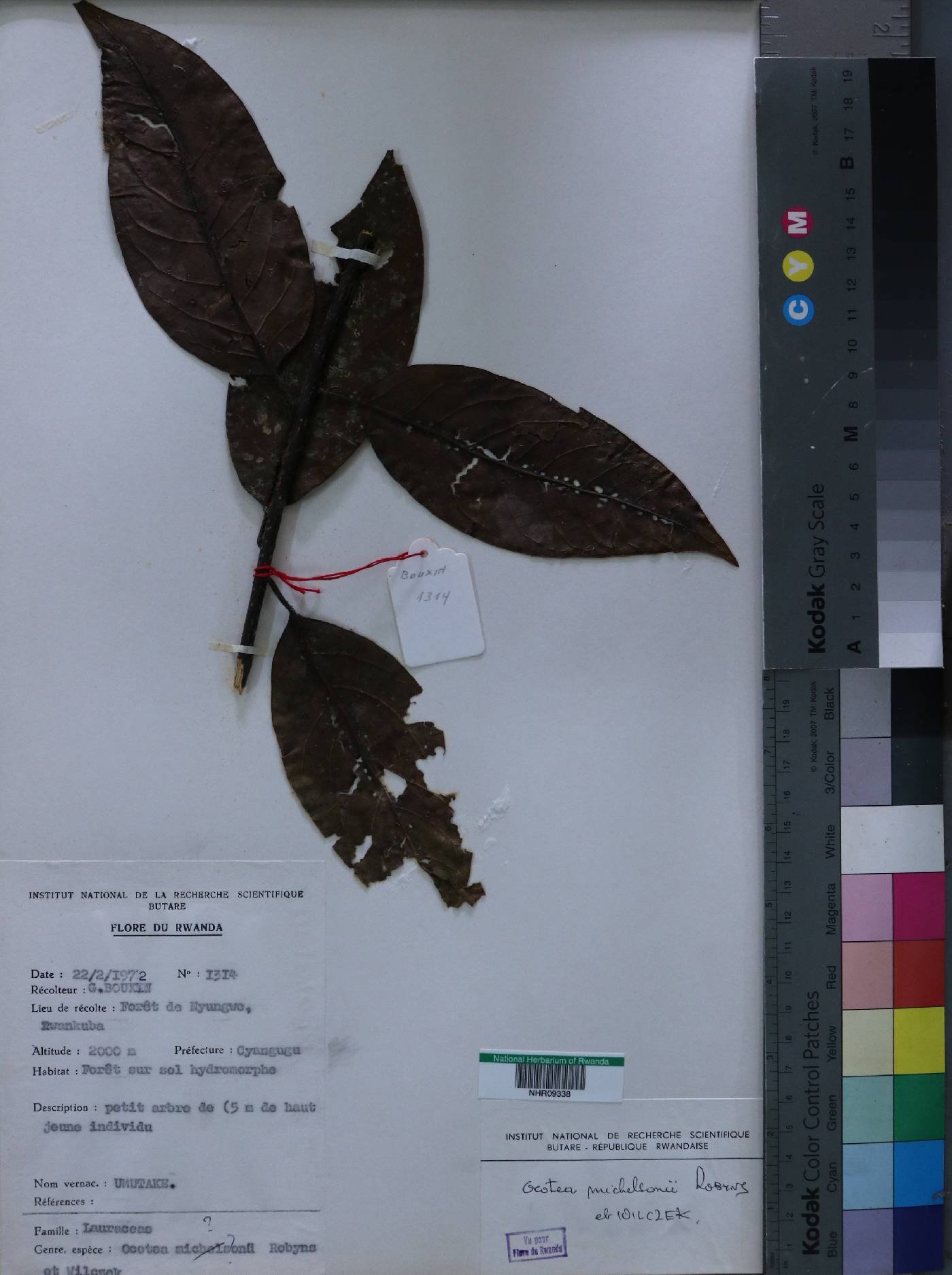 Ocotea michelsonii image