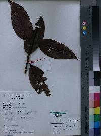 Image of Ocotea michelsonii