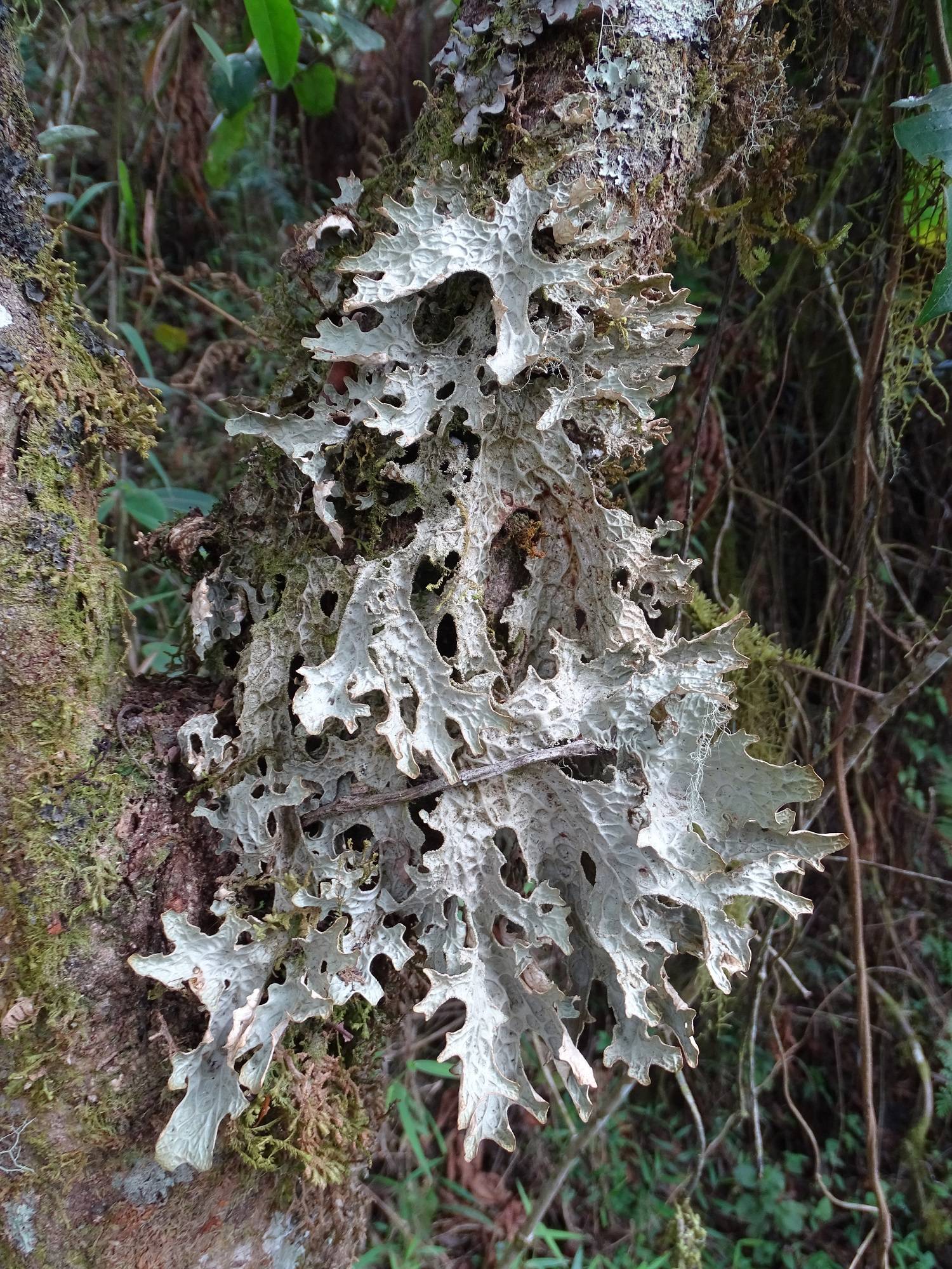 Lobaria image
