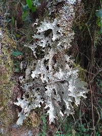Image of Lobaria retigrea