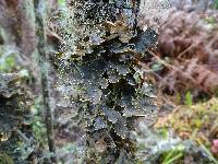 Lobaria retigrea image