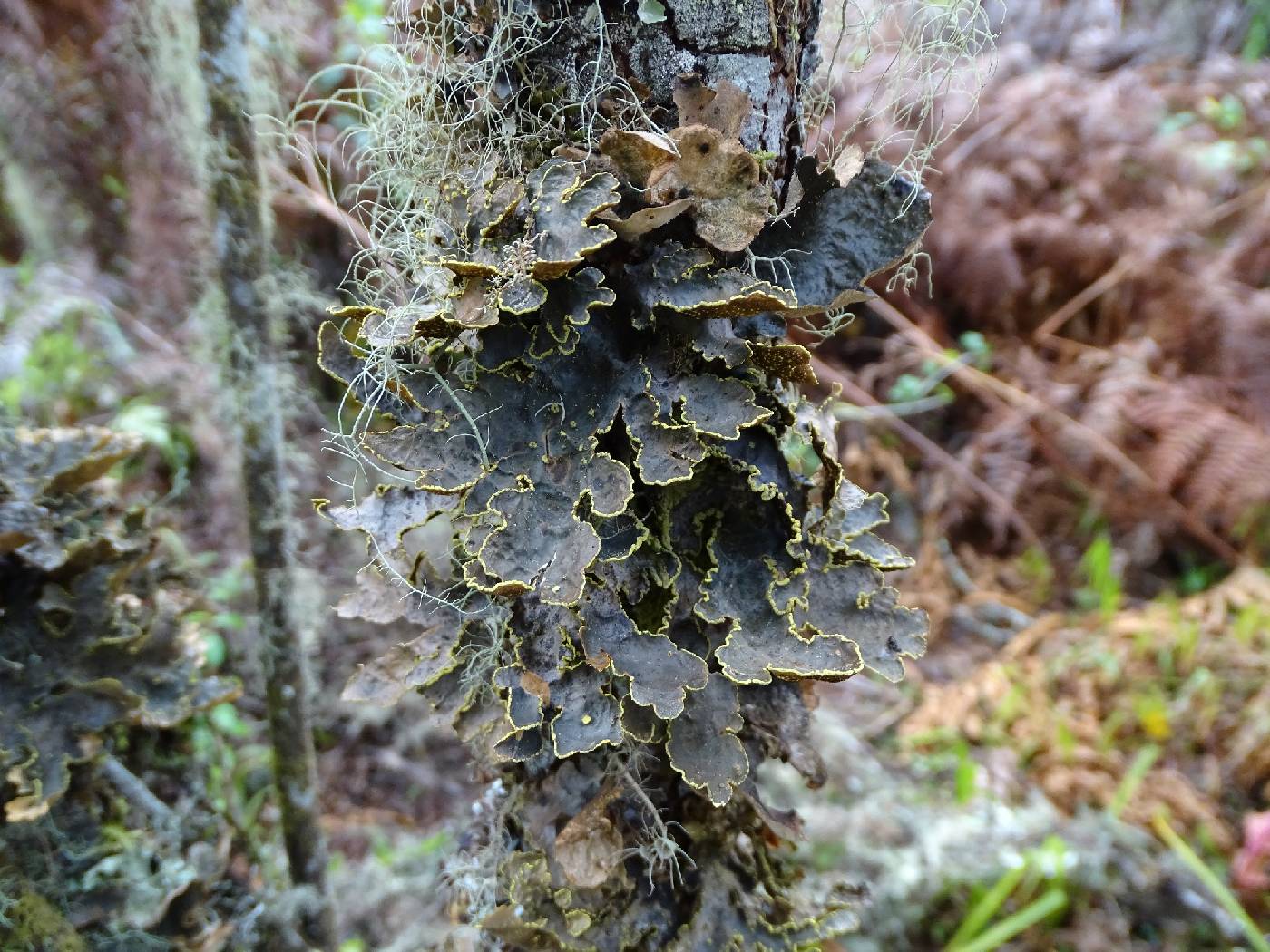 Pseudocyphellaria aurata image