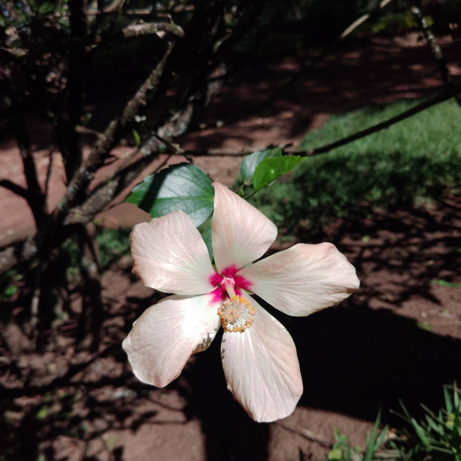 Loranthaceae image