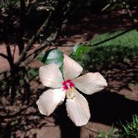 Image of Phragmanthera capitata