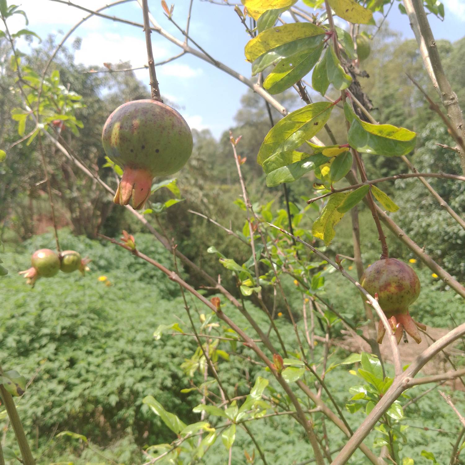 Punica granatum image