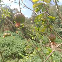 Image of Punica granatum