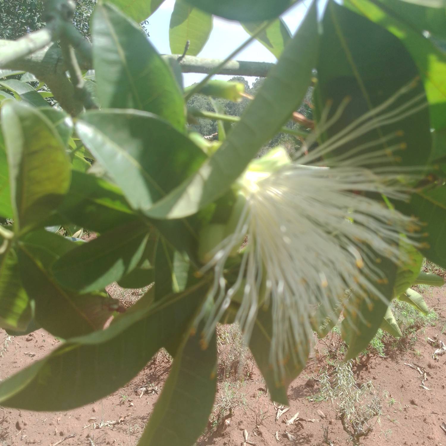 Pachira image