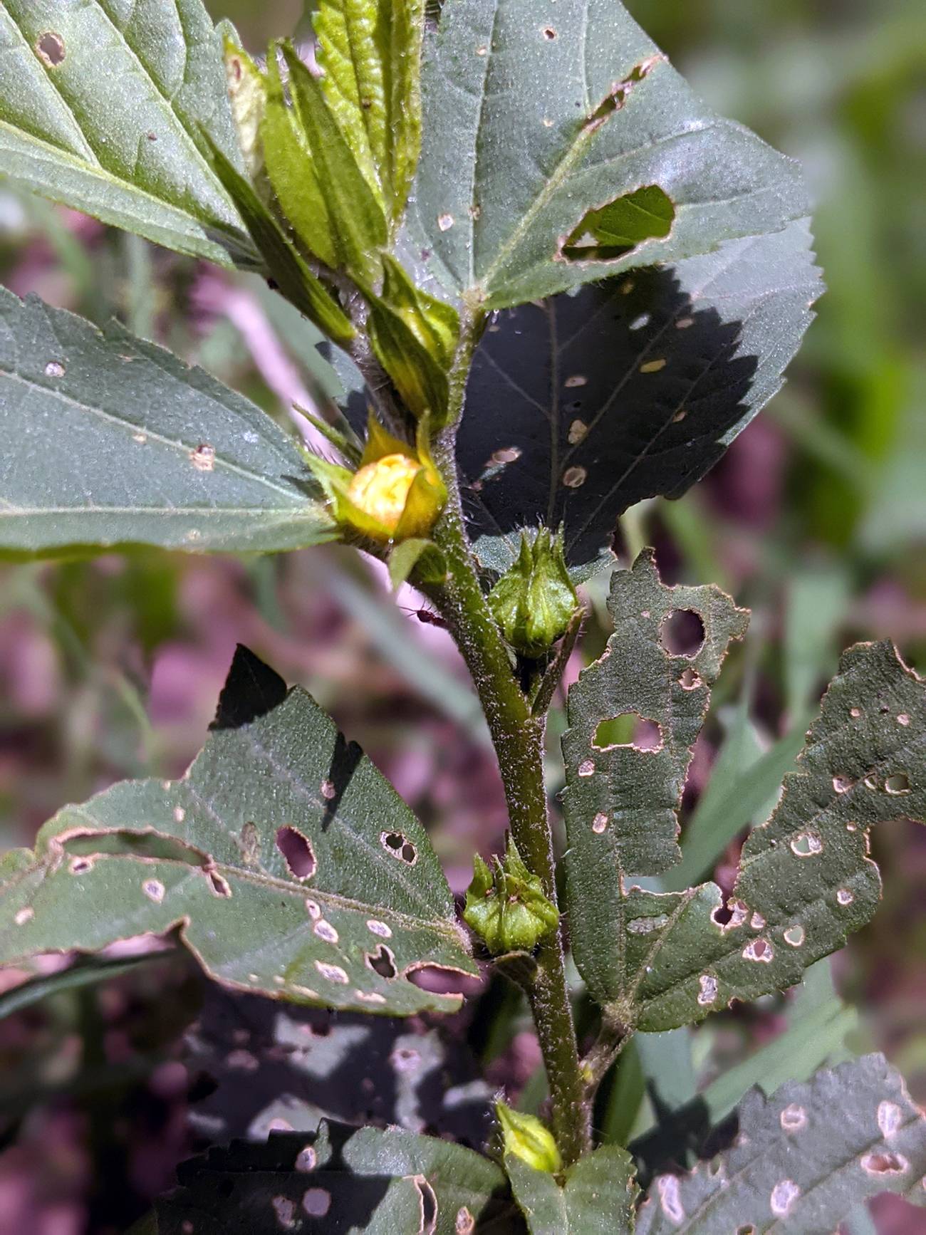 Malvaceae image