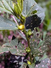 Image of Sida rhombifolia