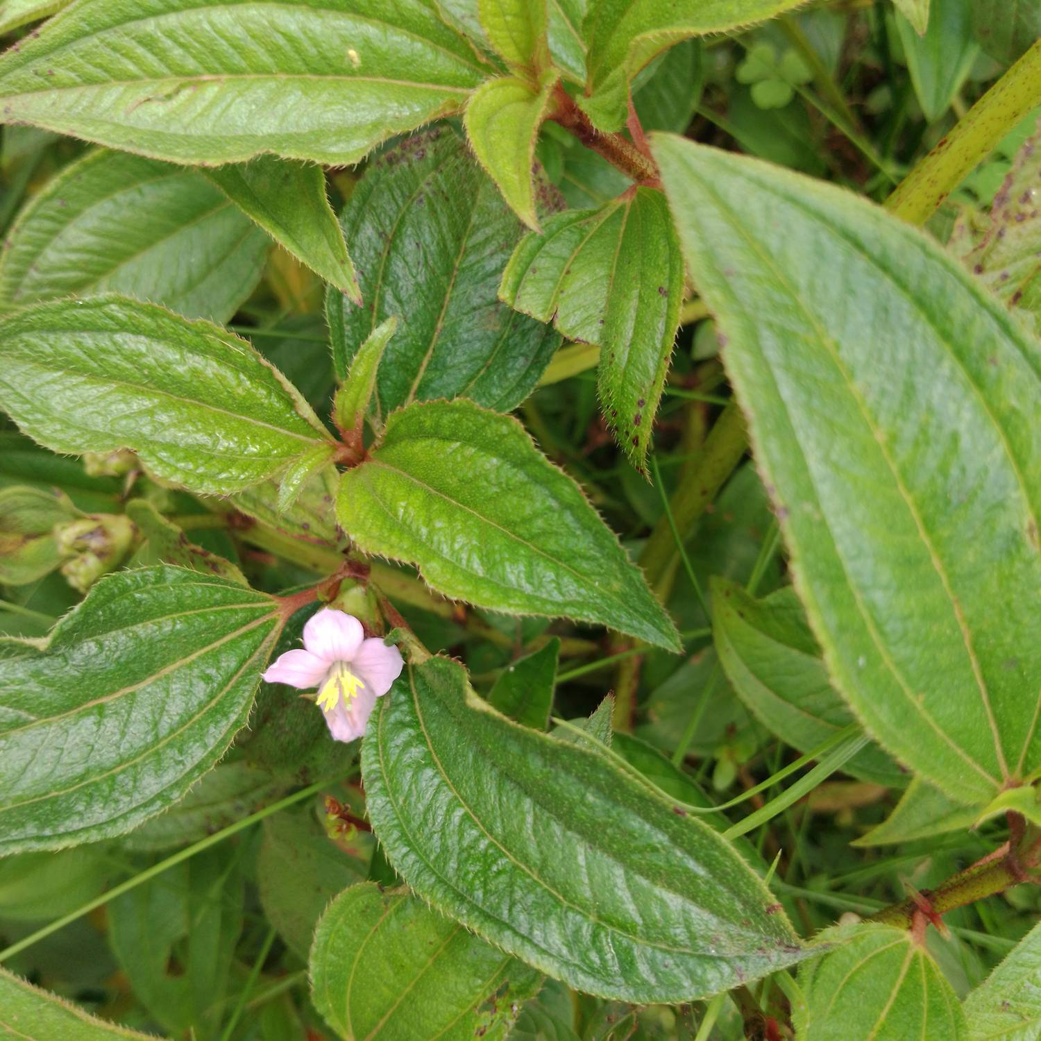 Tristemma mauritianum image