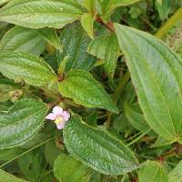 Image of Tristemma mauritianum