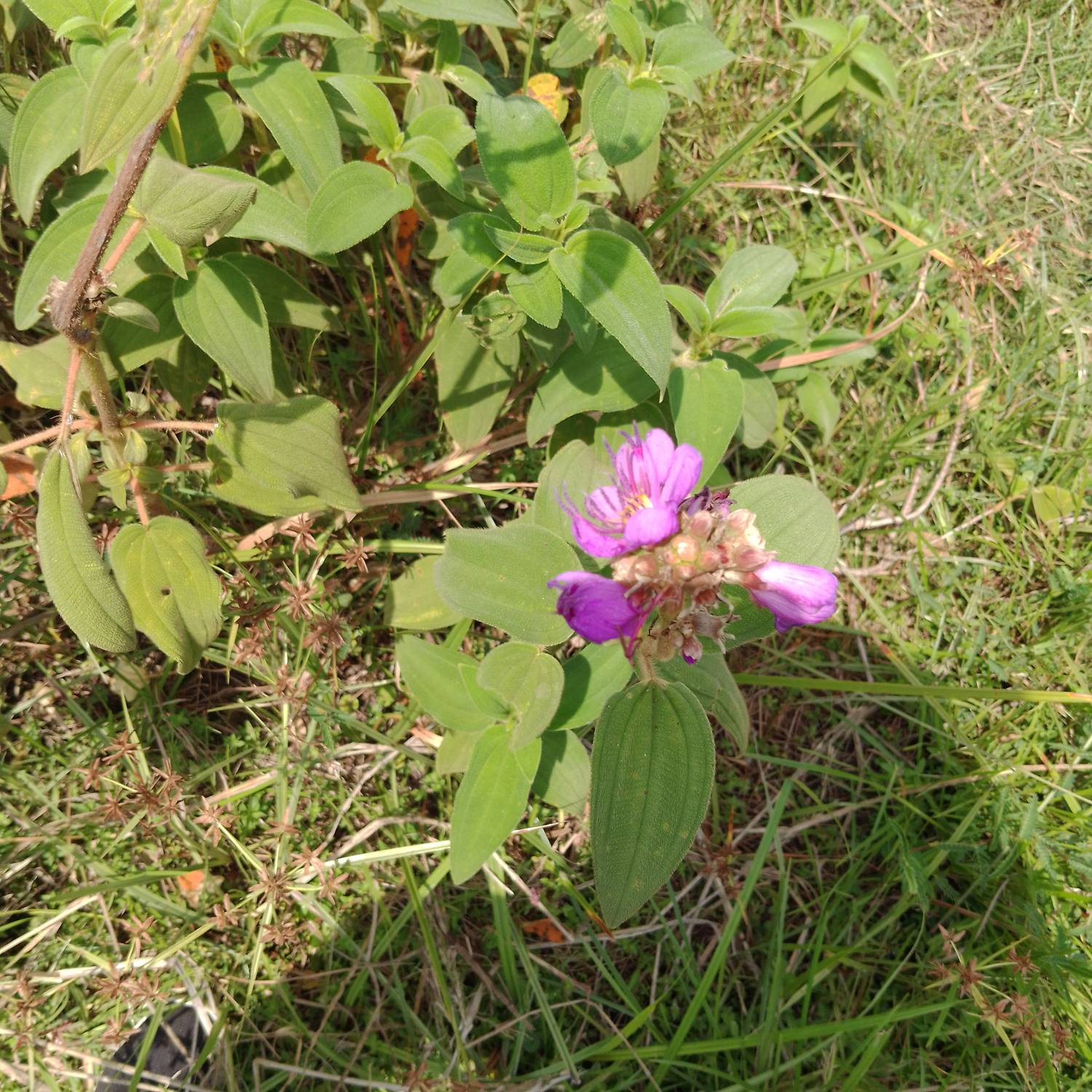 Melastomataceae image
