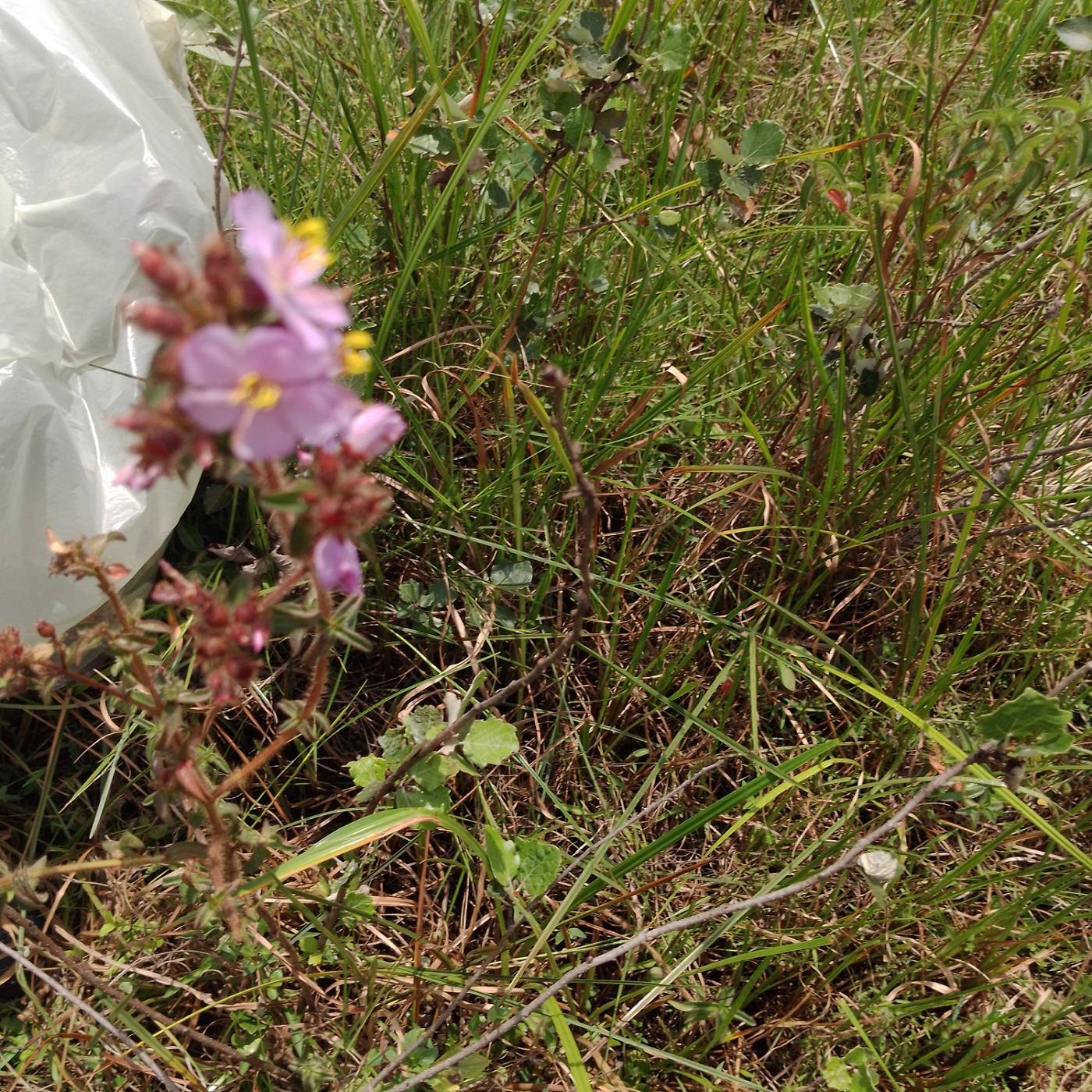 Heterocentron glandulosum image