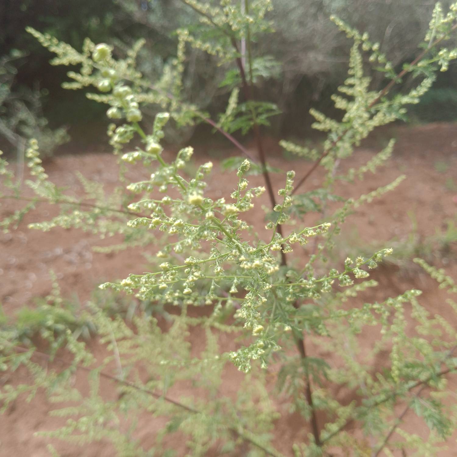 Meliaceae image