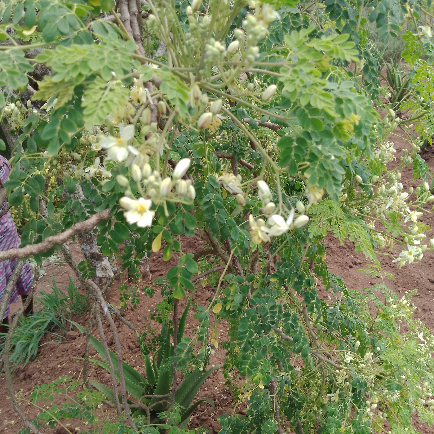 Moringaceae image