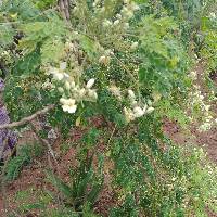 Image of Moringa oleifera