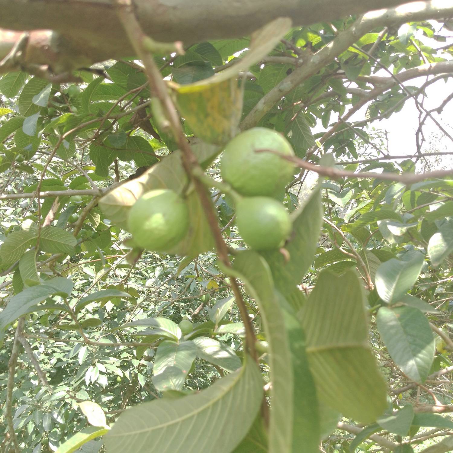 Psidium guajava image