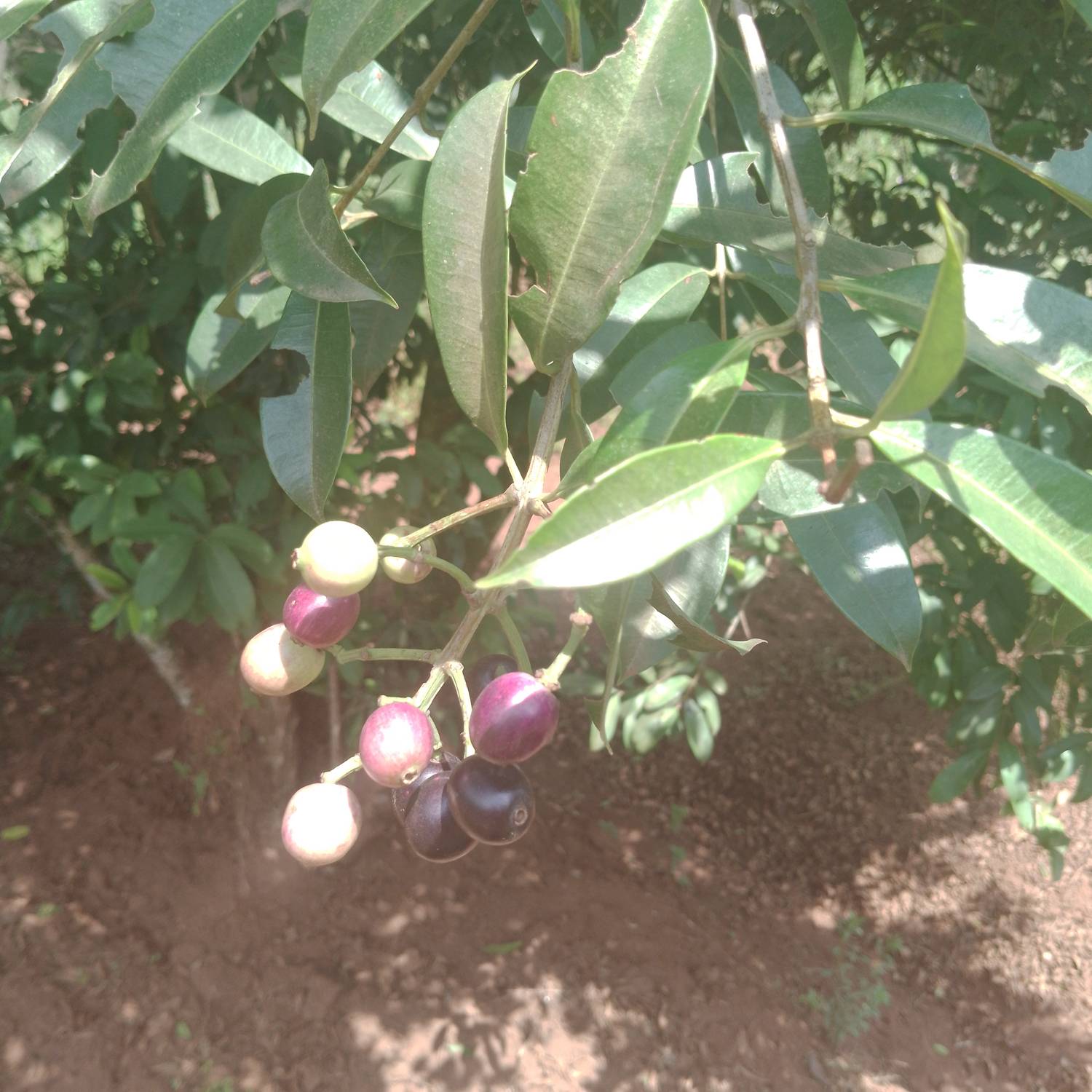 Syzygium cumini image