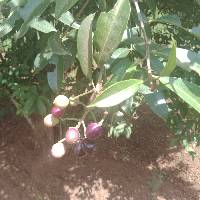 Image of Syzygium cumini