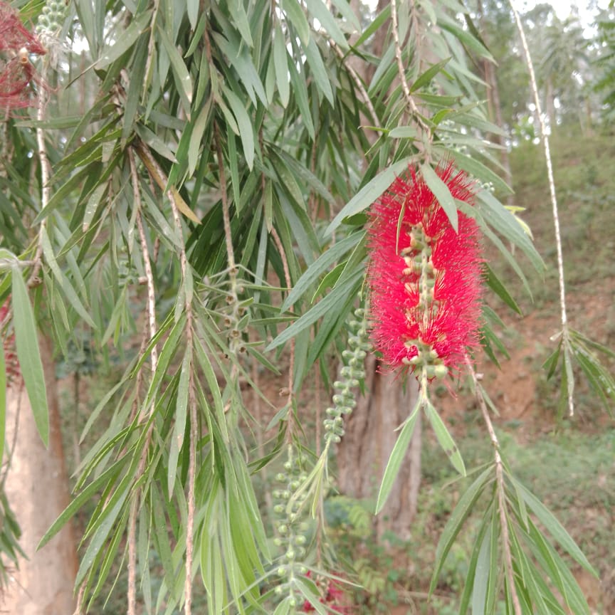 Myrtaceae image
