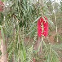 Image of Callistemon citrinus