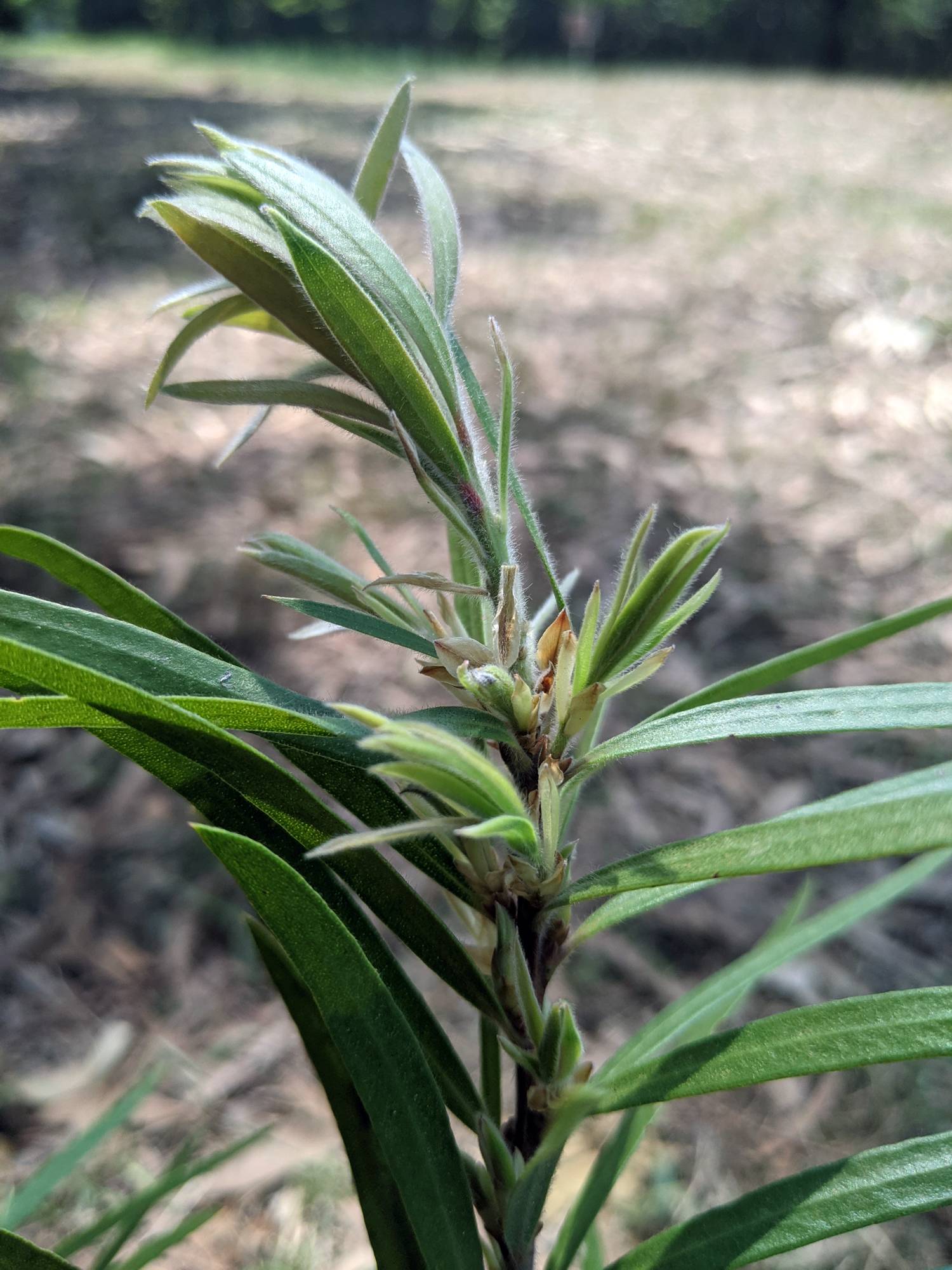 Melaleuca image