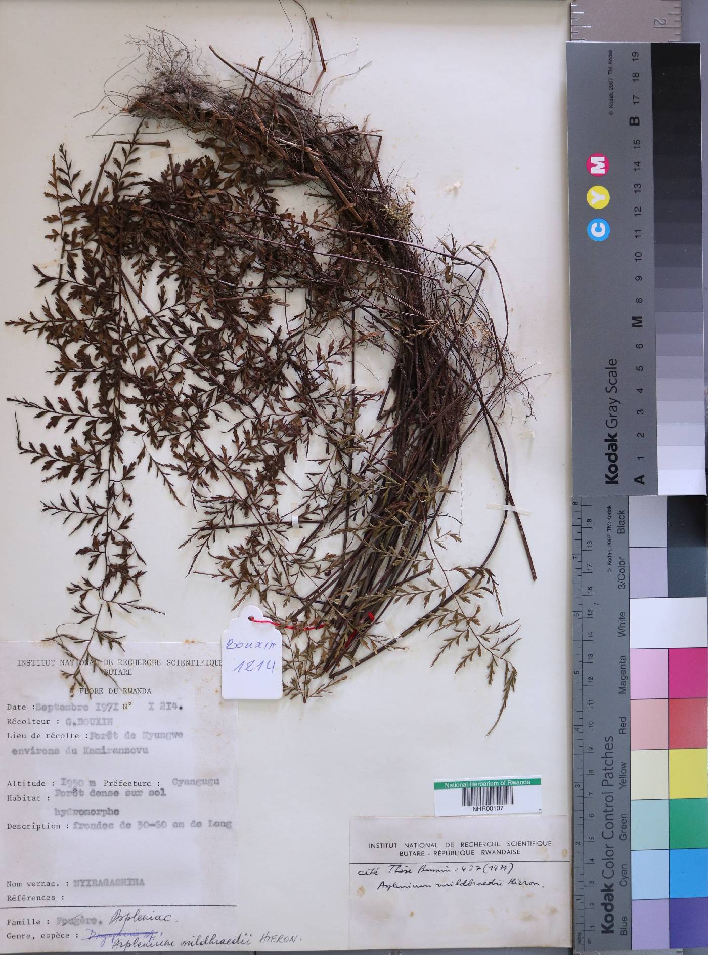 Aspleniaceae image