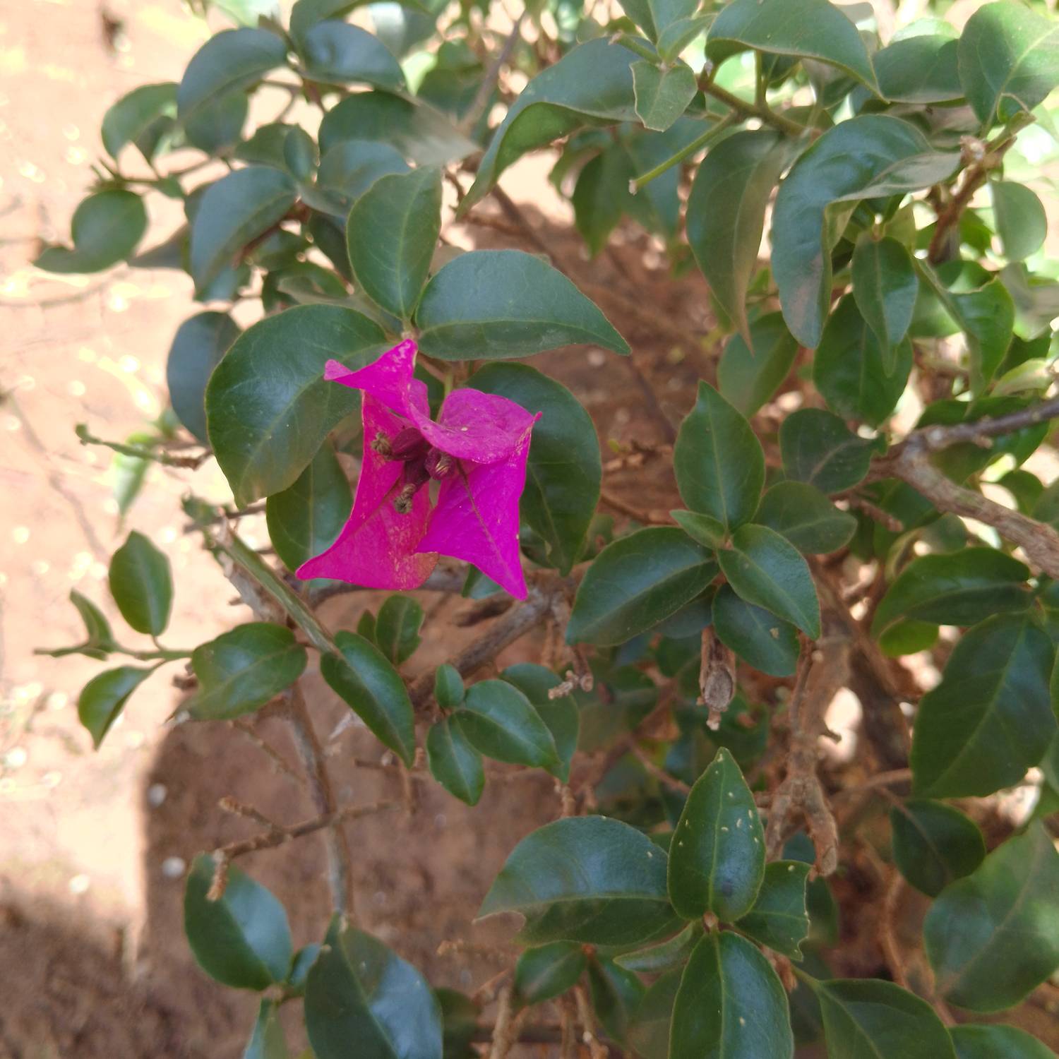 Bougainvillea image