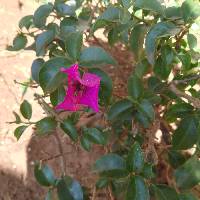 Image of Bougainvillea glabra