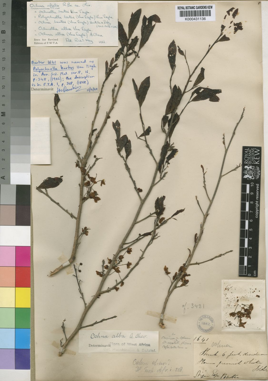 Ochnaceae image
