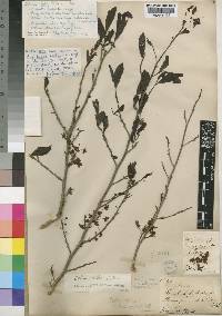 Image of Ochna afzelioides